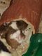 Guinea Pig Rodents for sale in 1912 W Freeman Pl, Citrus Springs, FL 34434, USA. price: NA