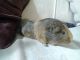 Guinea Pig Rodents for sale in Troy, OH 45373, USA. price: NA
