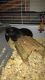Guinea Pig Rodents for sale in Rush City, MN 55069, USA. price: $50