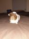 Guinea Pig Rodents for sale in Houston, TX, USA. price: $60