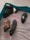 Guinea Pig Rodents for sale in Davenport, FL, USA. price: $30
