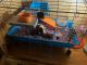 Guinea Pig Rodents for sale in Colton, CA 92324, USA. price: NA