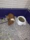 Guinea Pig Rodents for sale in 12703 Jones Rd, Houston, TX 77070, USA. price: $200