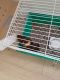 Guinea Pig Rodents for sale in Pembroke Park, FL 33021, USA. price: $60