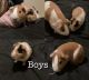 Guinea Pig Rodents for sale in Gainesville, GA 30504, USA. price: NA