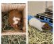 Guinea Pig Rodents for sale in Chattanooga, TN, USA. price: NA