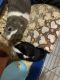 Guinea Pig Rodents for sale in Charlotte, NC, USA. price: NA