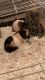 Guinea Pig Rodents for sale in San Marcos, TX, USA. price: $100