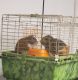 Guinea Pig Rodents for sale in Leavenworth, KS, USA. price: NA