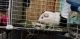 Guinea Pig Rodents for sale in Davison, MI 48423, USA. price: NA