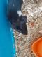 Guinea Pig Rodents for sale in New London, WI 54961, USA. price: $100