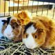 Guinea Pig Rodents for sale in Matawan, NJ 07747, USA. price: $29