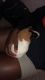 Guinea Pig Rodents for sale in Fayetteville, GA, USA. price: $120