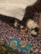 Guinea Pig Rodents for sale in Van, TX, USA. price: NA
