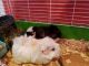 Guinea Pig Rodents for sale in Millersburg, IN 46543, USA. price: NA