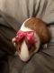 Guinea Pig Rodents for sale in Fayetteville, NC, USA. price: $30
