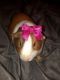 Guinea Pig Rodents for sale in Fayetteville, NC, USA. price: $45
