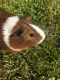 Guinea Pig Rodents for sale in Merced, CA, USA. price: NA