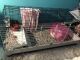Guinea Pig Rodents for sale in Blue Springs, MO, USA. price: $150