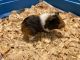Guinea Pig Rodents for sale in Austin, TX, USA. price: NA