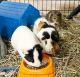 Guinea Pig Rodents for sale in Phoenix, AZ, USA. price: NA