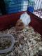 Guinea Pig Rodents for sale in Savannah, GA, USA. price: NA