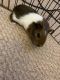 Guinea Pig Rodents for sale in New Bern, NC, USA. price: $50
