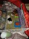 Guinea Pig Rodents for sale in Providence, RI 02909, USA. price: $100