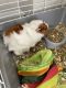 Guinea Pig Rodents for sale in 3806 Carrollwood Pl Cir, Greater Northdale, FL 33624, USA. price: $150