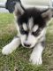 Gull Terr Puppies for sale in Los Angeles, CA, USA. price: NA