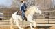 Gypsy Vanner Horses for sale in Houston, TX, USA. price: $4,000