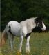 Gypsy Vanner Horses for sale in Las Vegas, NV, USA. price: $300