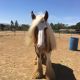 Gypsy Vanner Horses for sale in South Bay, CA, USA. price: $2,000