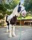 Gypsy Vanner Horses for sale in Boston, MA, USA. price: $4,500