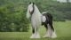 Gypsy Vanner Horses for sale in San Jose, CA, USA. price: $2,000