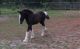 Gypsy Vanner Horses for sale in Boise, ID, USA. price: NA