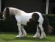 Gypsy Vanner Horses for sale in Dallas, TX, USA. price: NA