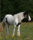 Gypsy Vanner Horses for sale in Claymont, DE 19703, USA. price: NA