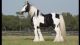 Gypsy Vanner Horses for sale in New York, NY, USA. price: NA