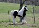 Gypsy Vanner Horses for sale in San Antonio, TX, USA. price: NA
