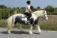 Gypsy Vanner Horses for sale in San Francisco, San Antonio, TX 78201, USA. price: $450