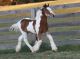 Gypsy Vanner Horses for sale in San Francisco, CA, USA. price: NA