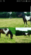 Hackney Horses