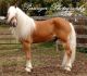 Haflinger Horses for sale in TN-158, Knoxville, TN, USA. price: $5,000