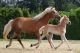 Haflinger Horses