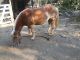 Haflinger Horses for sale in Redding, CA, USA. price: NA