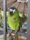 Hahn's macaw Birds for sale in Alhambra, CA, USA. price: NA