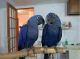 Hahn's macaw Birds for sale in Miami, FL, USA. price: NA