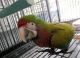 Hahn's macaw Birds for sale in Berwyn Heights, MD 20740, USA. price: NA