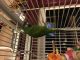 Hahn's macaw Birds for sale in Connersville, IN 47331, USA. price: $700